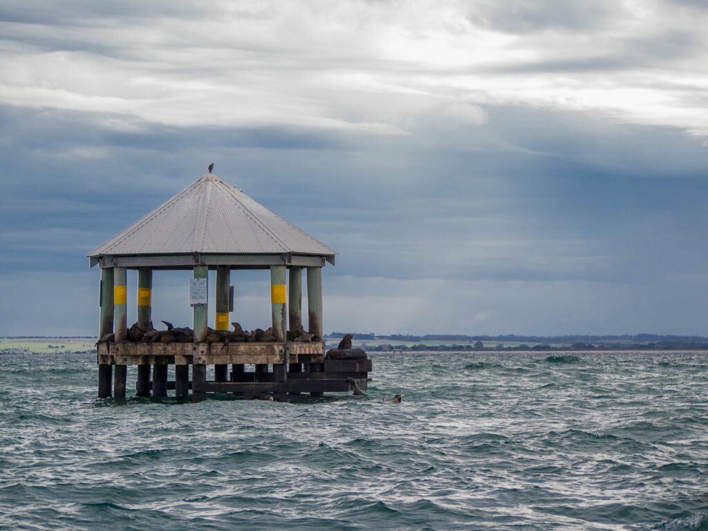 bass strait diving in melbourne