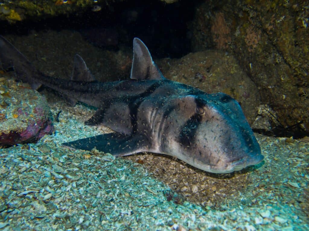 shark-diving in melbourne