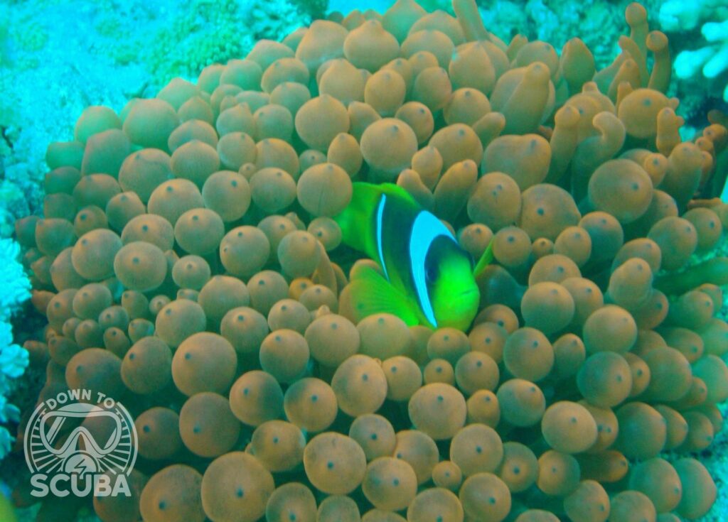 Diving with a anemone fish