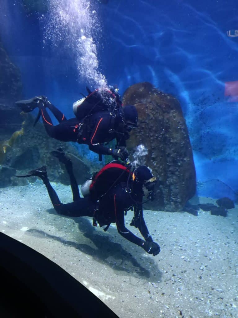 Shark Dive Instructor diving with his buddy at the Melbourne Aquarium