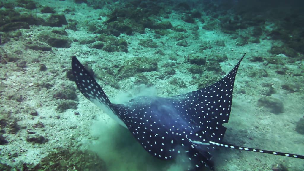 A beautiful eagle ray about to glide off in Costa Rica