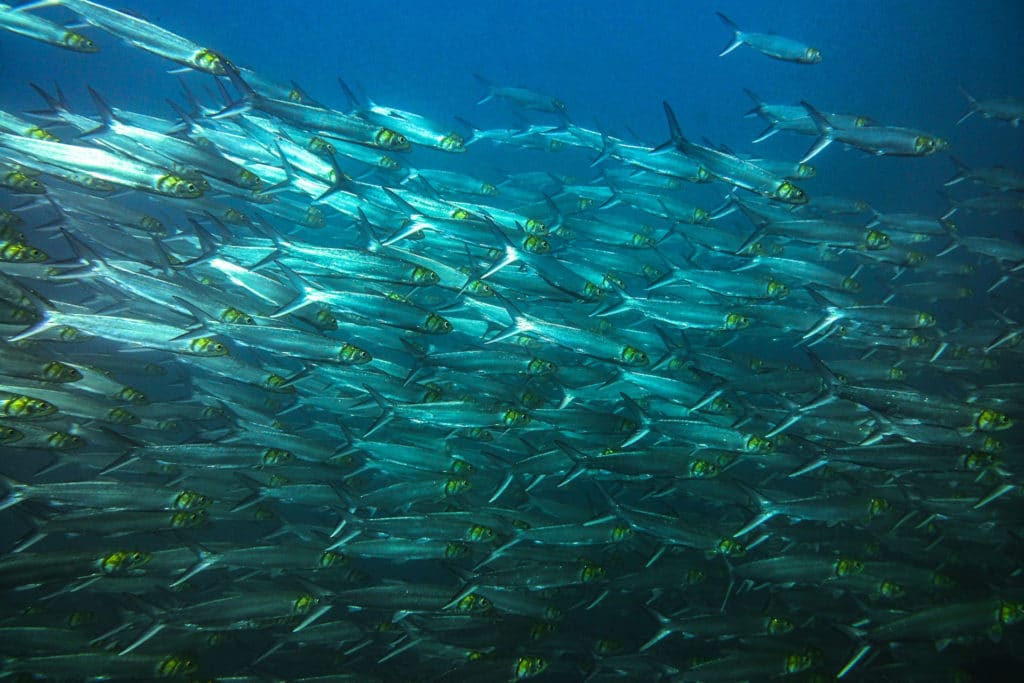 A school of fish can be seen while diving in the Catalina Islands.