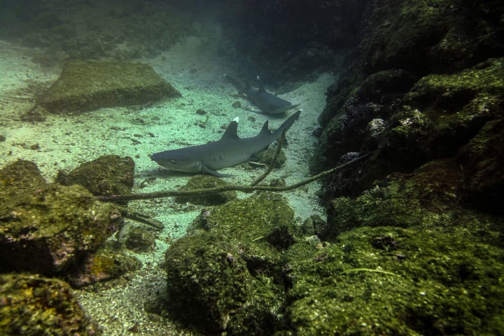 A white tip shark in the Catalinas - Costa Rica