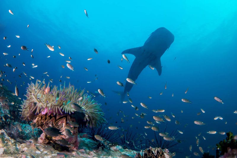 An underwater photo of a whaleshark swimming over coral on Koh Tao, Thailand.