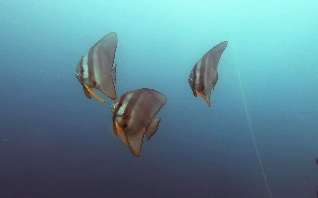 Batfish in Puducherry