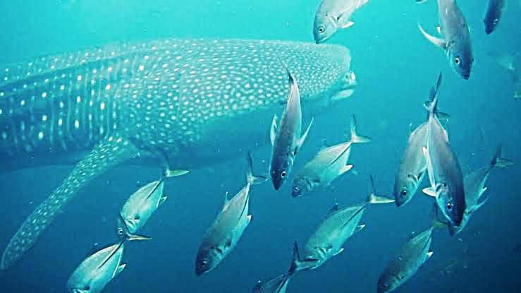 Whaleshark sighting in Puducherry