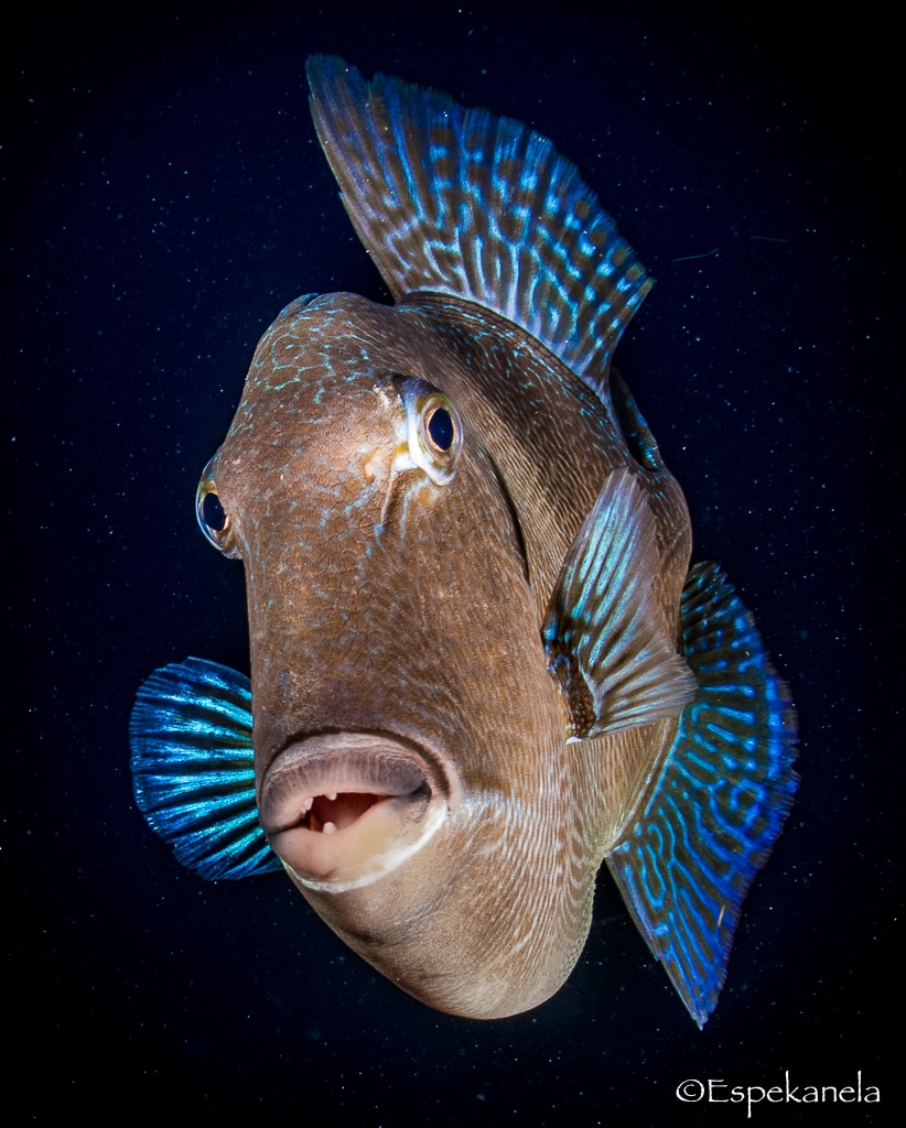 Encounters with triggerfish while diving in Tenerife.