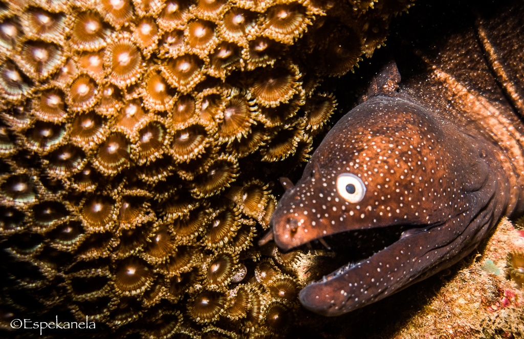 Moray Eel Palythoa Cora Canyon EspeKanela