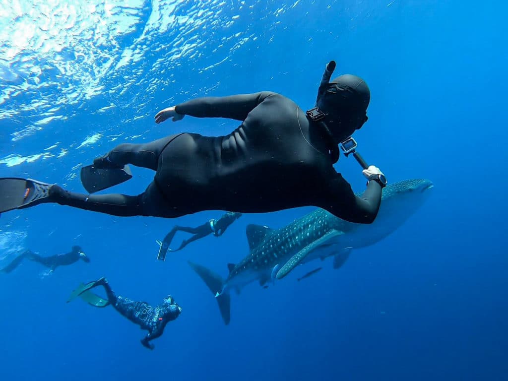 Breath-hold coach Tom Peled freediving with a whale shark