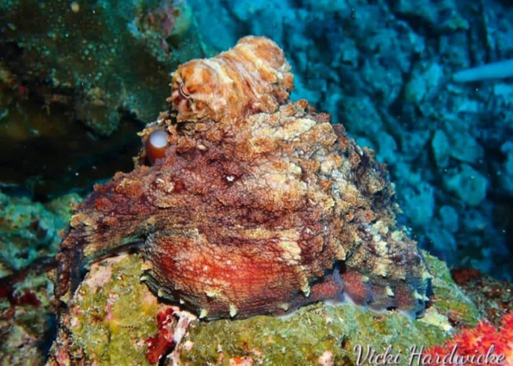 Octopus Similan Islands