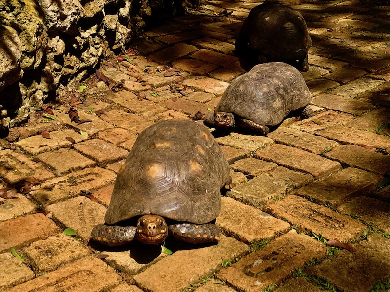 Red-footed Tortoises at the Barbados Wildlife Reserve