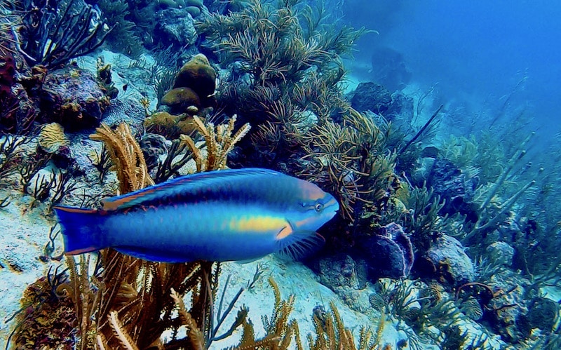 Bright colors when diving in Barbados