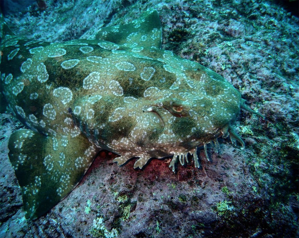 Guerilla Bay Wobbegong Shark