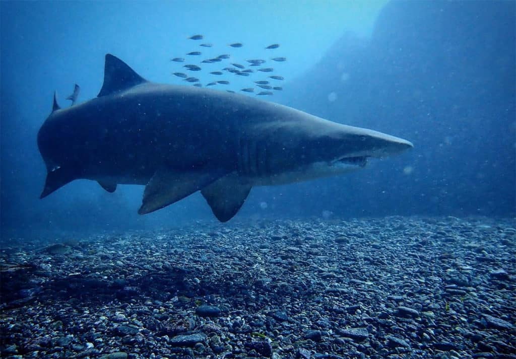 Tollgate Islands Nurse Shark - Batemans Bay