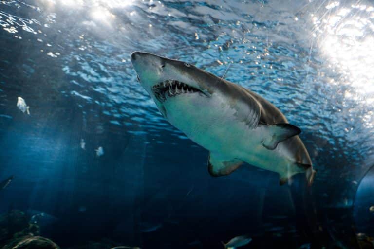 top 10 most dangerous marine animals - the shark