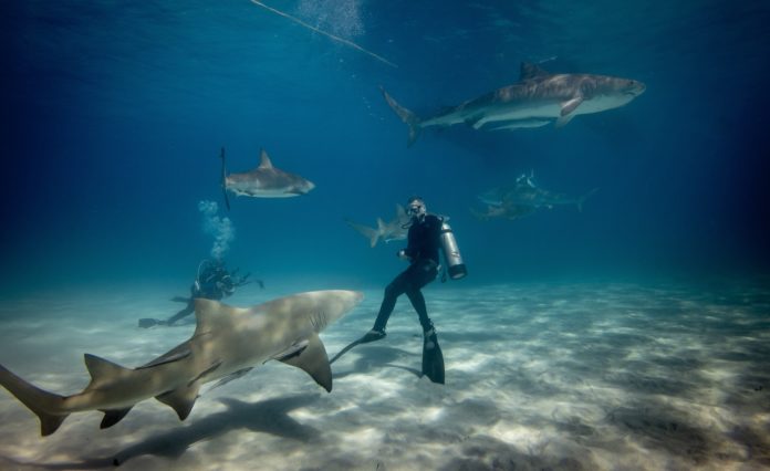 Man wearing a wetsuit scuba diving surrounded by sharks