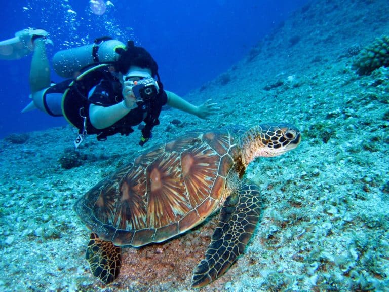 scuba-diver-with-turtle-camera