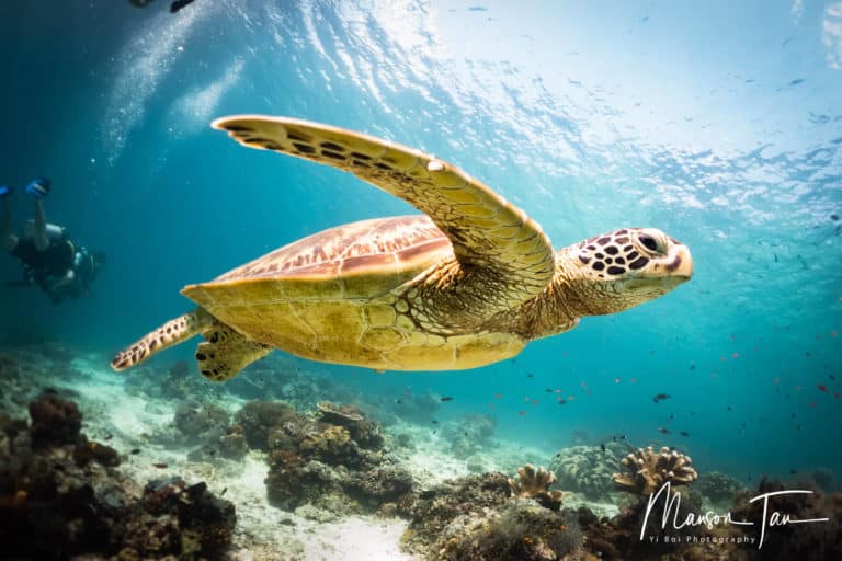 Green turtle swimming alongside a diver in Sipadan island