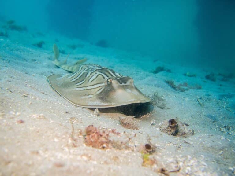 ray seen while diving in melbourne