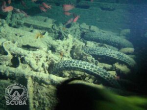 Diving in Sharm El Sheikh – Camel Dive Review