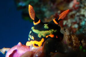 Diving in Sulawesi – Bunaken National Park