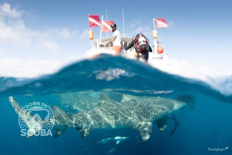 Lemon Sharks under a dive boat