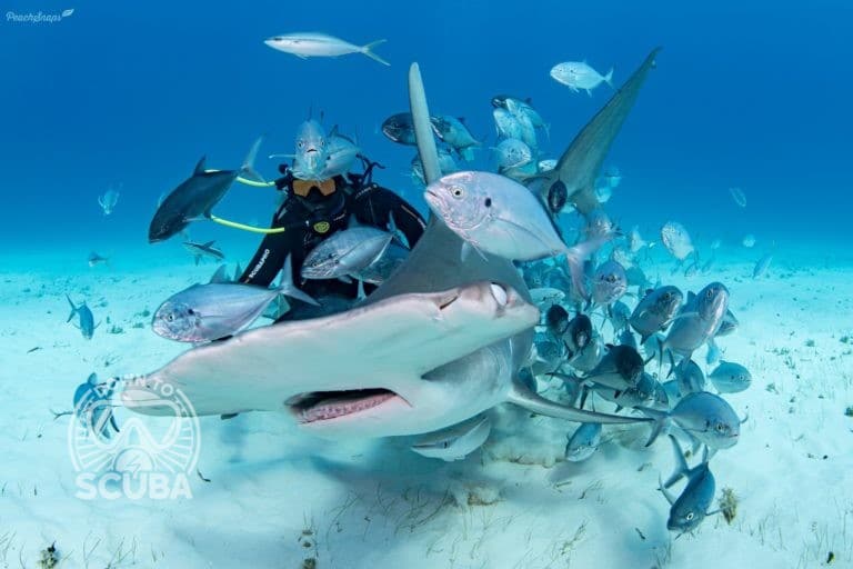 A photo of a hammerhead shark approaching. It is surrounded by fish.