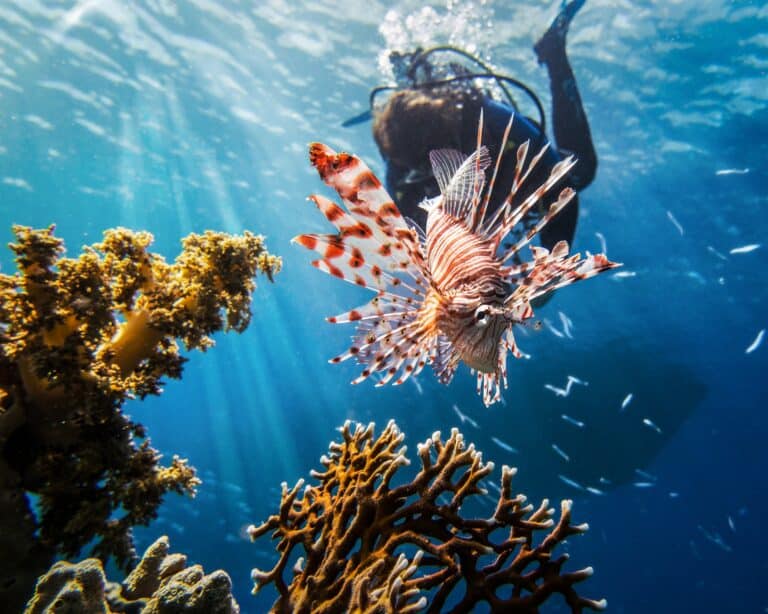 A red lionfish with a scuba diver. Who is the worst ocean invasive species?