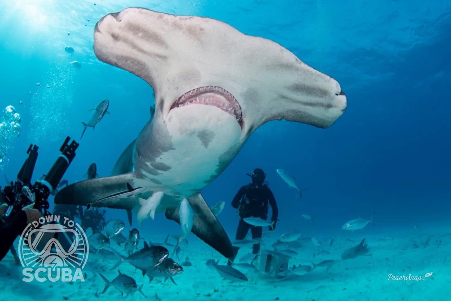 What Colors Attract Sharks, and Why? - DOWN TO SCUBA