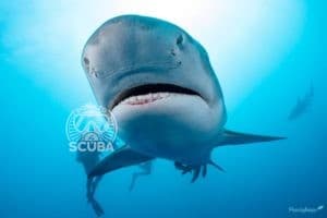 How Far Away Can Sharks Smell Blood