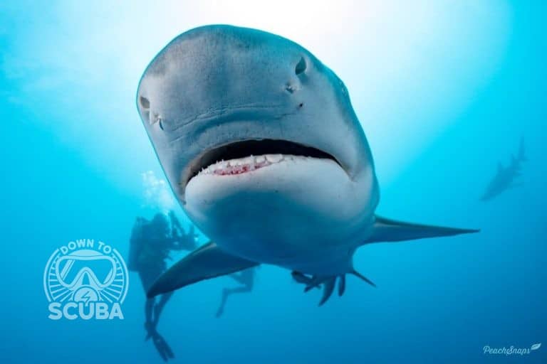 A lemon shark showing its nares. The nares help figure out how far away can sharks smell blood.