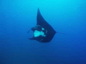 Diving in Costa Rica, Catalina Islands