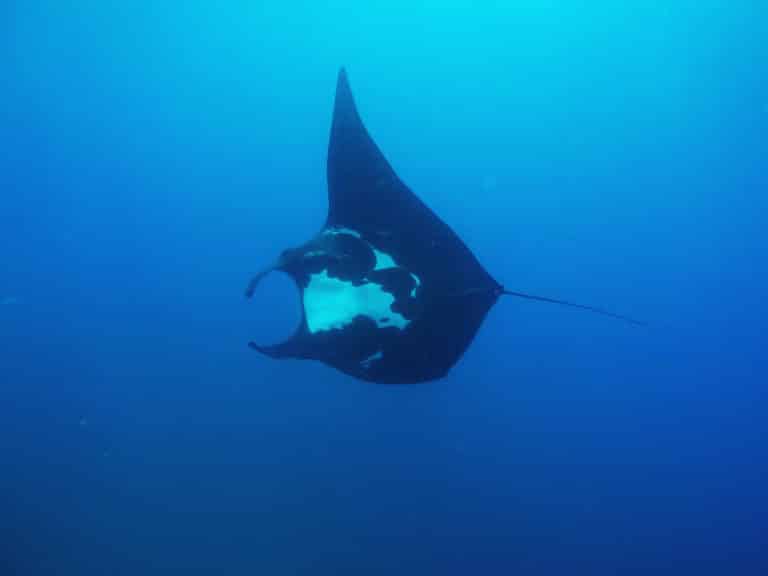 A Giant Manta Ray seen while diving Costa Rica