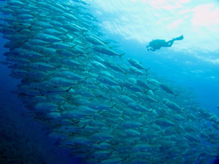 A man scuba diving with a school of fish. We want to know what thickness wetsuit do I need for these temperatures.