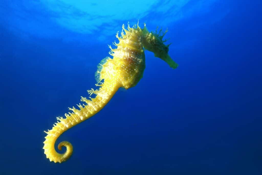 Why do Seahorses hold onto Coral