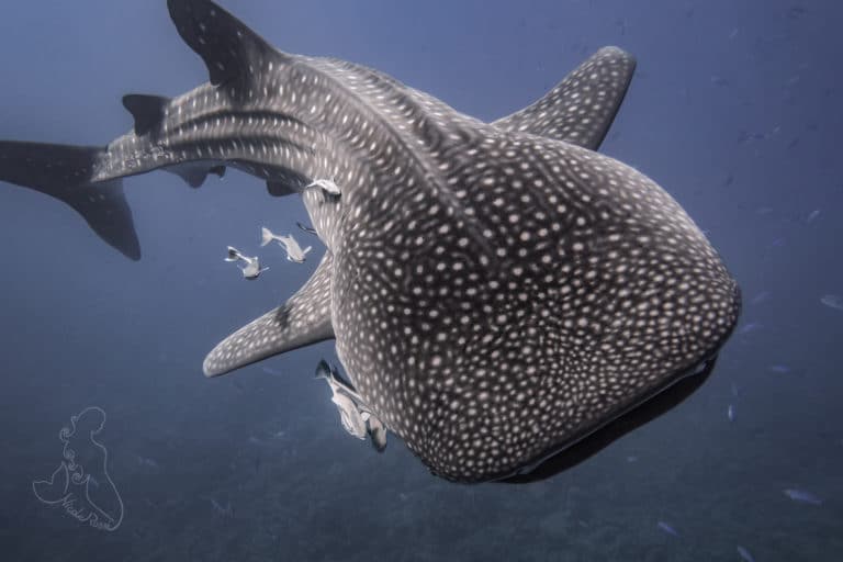 whale shark underwater in Sharm El Sheikh