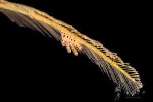 Diving in Singapore – Pulau Hantu