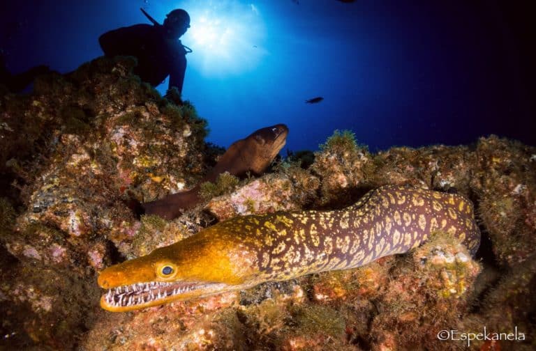 A tiger moray at Shrimpcave in Tenerife.