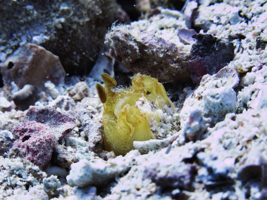 Incredible and Fun Marine Life Facts