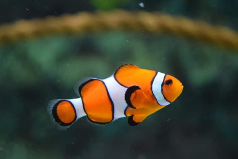 Ultimate Guide to Clownfish, what are their habits?