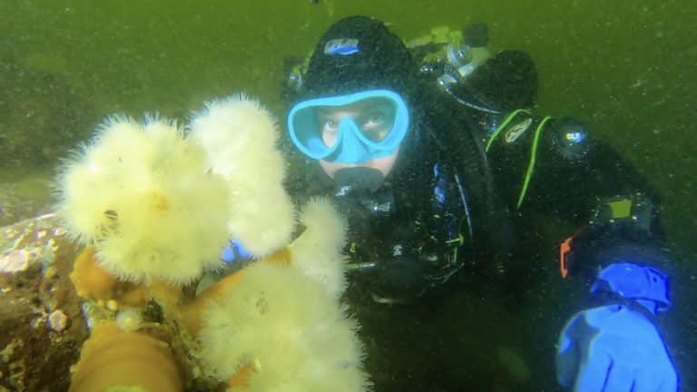 Elizabeth Morin diving in Les Escoumins