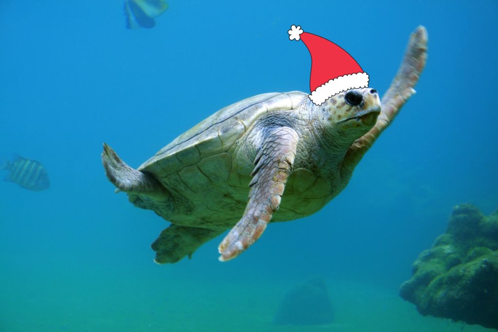 Last Minute Diving Christmas Gifts for Divers – 2021