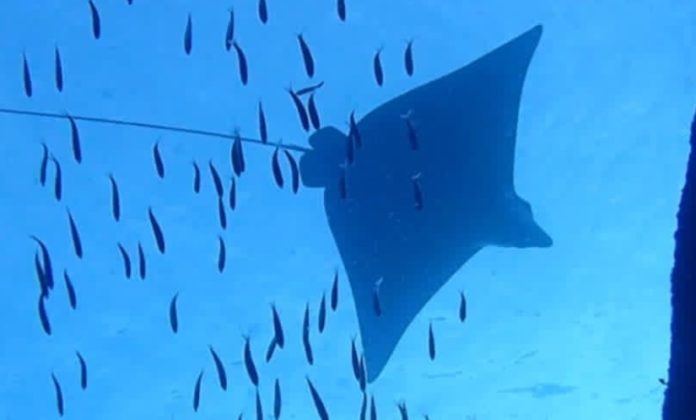 Eagle Ray swimming overhead when diving in the Similan Islands