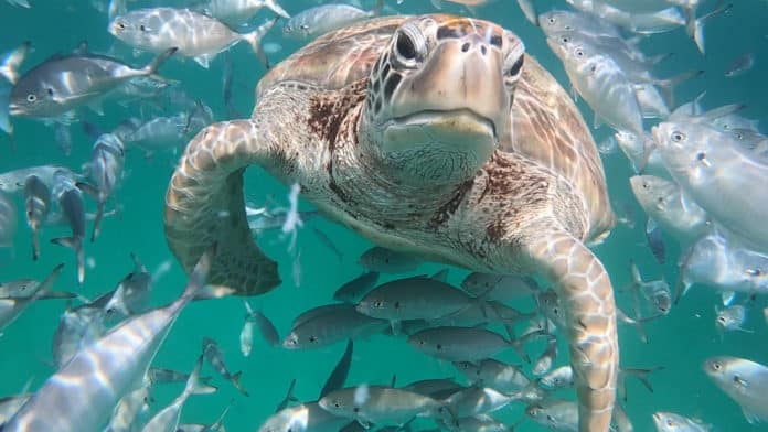 Turtle close-up while scuba diving in Barbados