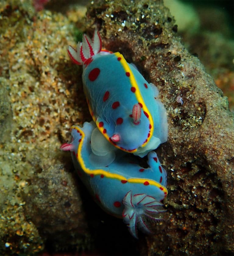 Batemans Bay Hypselodoris bennetti Nudibranchs