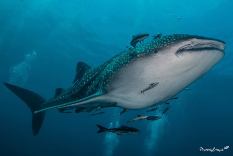 A whale shark swimming overhead. Learn more about whale shark facts here at downtoscuba.com. Image / Peach Snaps Photography