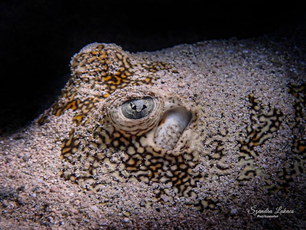 Scuba Diving in Cozumel – Mexico