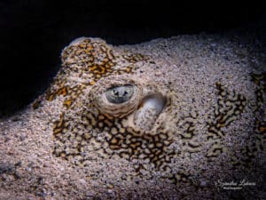 Scuba Diving in Cozumel – Mexico