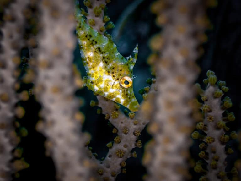 Diving in Guadeloupe Archipelago(French West Indies)