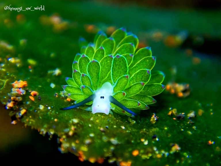 Shaun-the-Sheep-Costasiella-Kuroshimae nudibranch in Tulamben